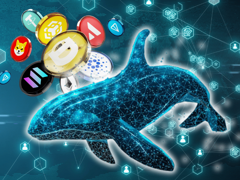 crypto whale activity